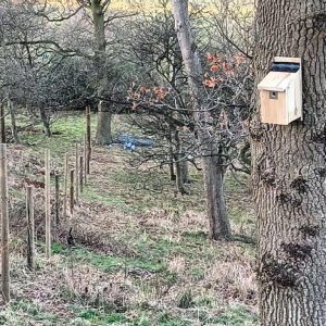 Start of rewilding project, showing tree with newly installed bird nesting box. 