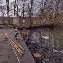 Milngavie Pond with timber planting area at pond edge. Swan in water nearby.