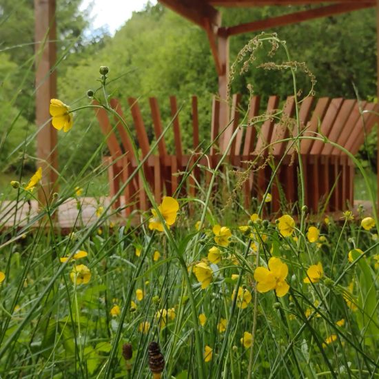 Portfolio image, Trossachs Boardwalk, wooden bench seat, flowers, trees