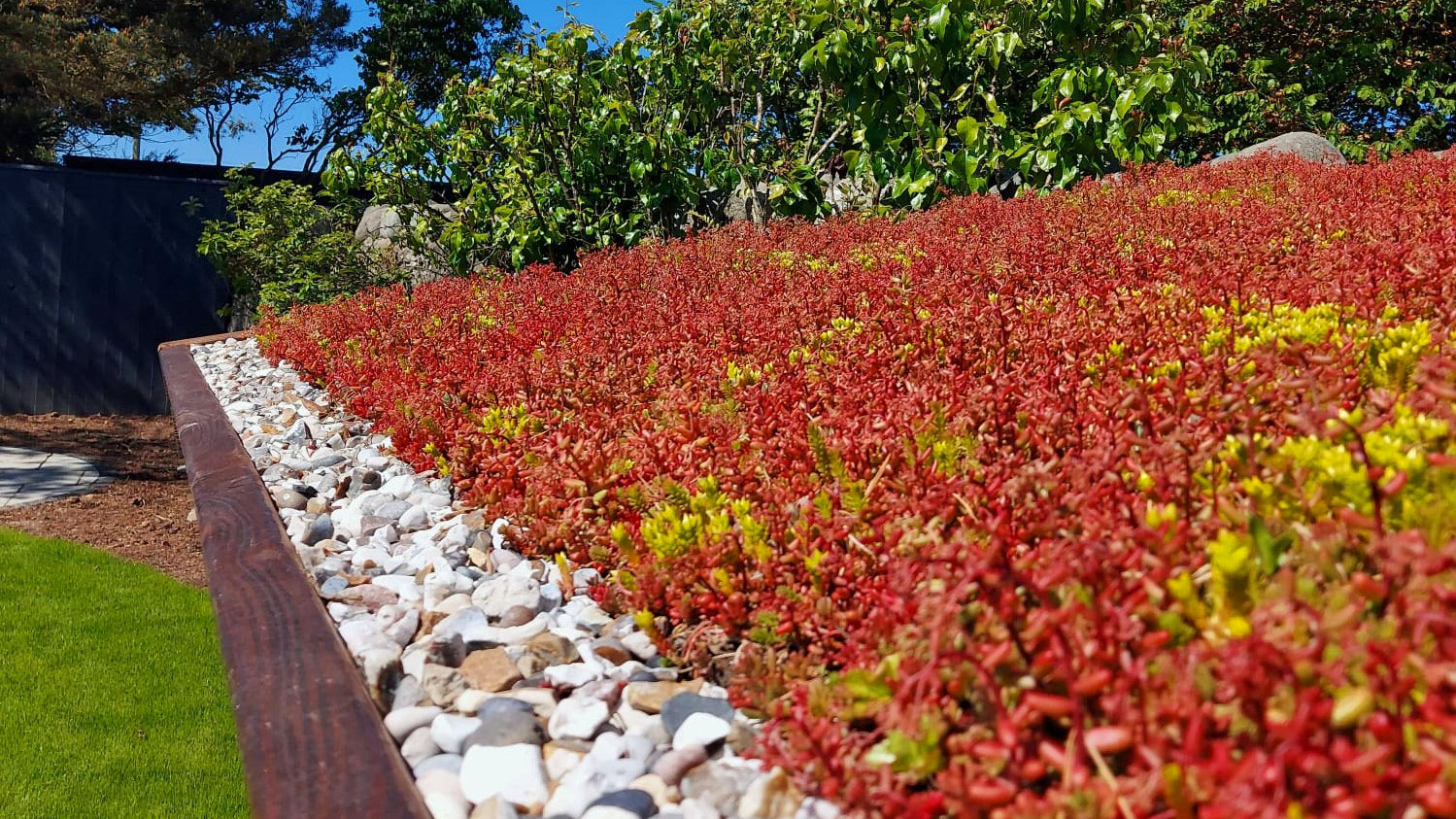 Garden Shed Living Roof