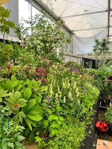 Chelsea Flower Show 2023, Binny stand, plants