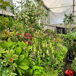 Chelsea Flower Show 2023, Binny stand, plants