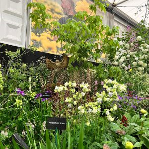 Chelsea Flower Show 2023, Binny stand, plants with name labels