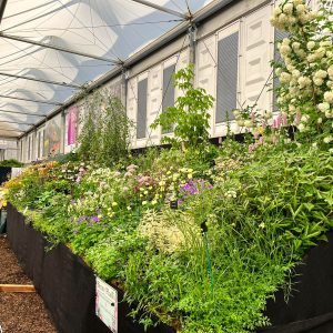 Chelsea Flower Show 2023, Binny stand, planting complete