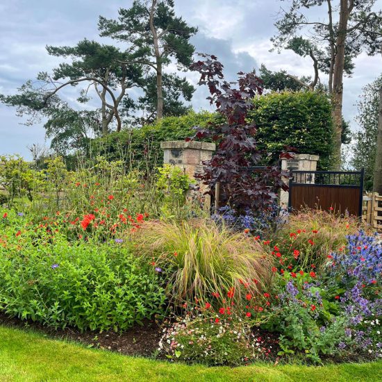 Colourful update from East Lothian garden, Flowers, trees