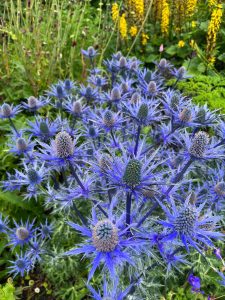 Colourful Seacliff garden