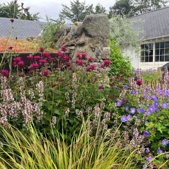 Colourful garden, flowers,