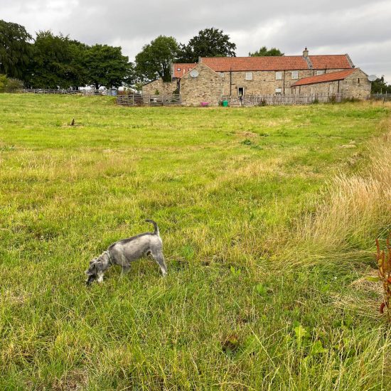 County Durham - Greenfield site