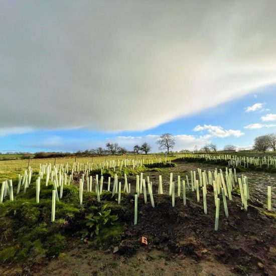 Hedgerows planted